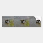 Cachorros de oso grizzly pegatina de parachoque