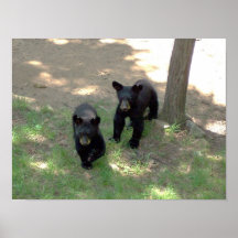 Cachorros de oso negro impresiones
