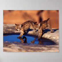 cachorros gemelos del puma posters