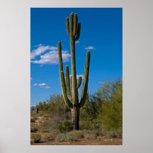 Cactus con la cabeza 3992 impresiones