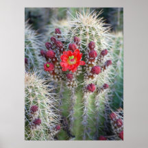 Cactus de Arizona Posters