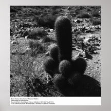 Cactus de barril de Ansel Adams Poster