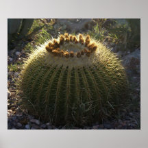 Cactus de barril de oro impresiones