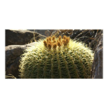 Cactus de barril floreciente México Tarjetas Fotograficas Personalizadas