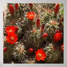 Cactus de erizo posters