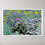 Cactus de florecimiento de Beavertail con los Wild Poster
