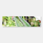Cactus de las libélulas de la libélula etiqueta de parachoque