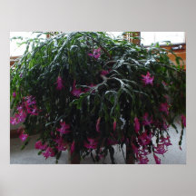 Cactus de navidad posters