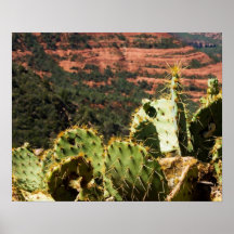 Cactus de Sedona Posters