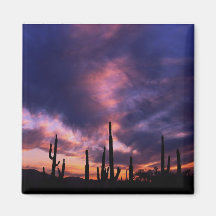 Cactus de Tucson Iman Para Frigorífico