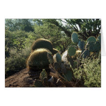 Cactus del del Ingenio del EL Charco Tarjetas