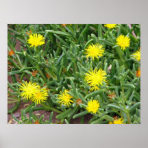 Cactus del lápiz en la impresión de la floración poster