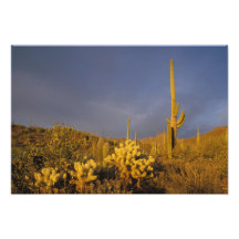 cactus del saguaro, gigantea del Carnegiea, y pelu Impresion Fotografica