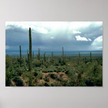 Cactus del Saguaro Impresiones