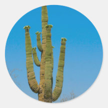Cactus del Saguaro Pegatina