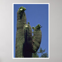 Cactus del Saguaro Poster