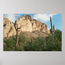 Cactus del Saguaro Posters