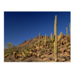 Cactus del Saguaro y montañas de Tucson, Tucson Postal
