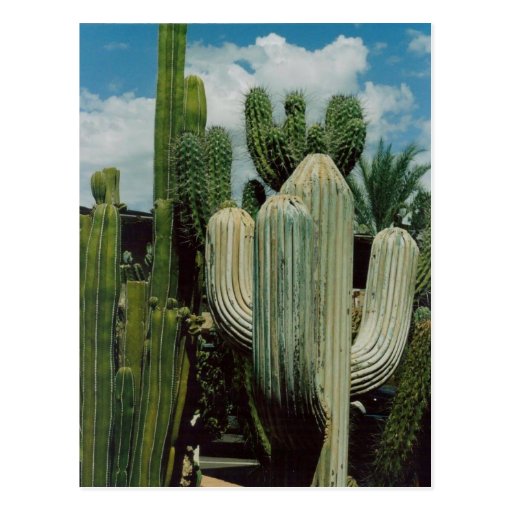 Cactus del sudoeste tarjetas postales