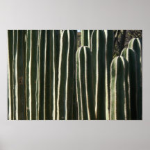 Cactus del tubo de órgano poster