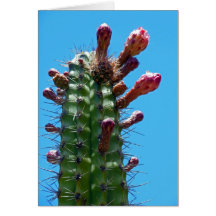 Cactus del tubo de órgano tarjeton