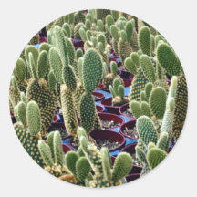 Cactus, desierto de Microdasys-albispina de la Opu Etiqueta