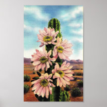 Cactus en la floración impresiones