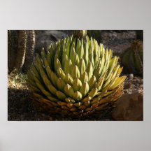 Cactus en luz de la mañana impresiones