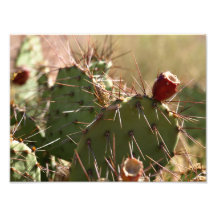Cactus floreciente fotografias
