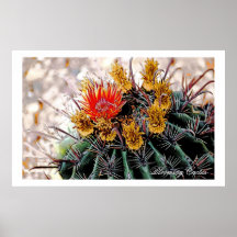 Cactus floreciente, poster del arte