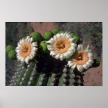 Cactus floreciente posters