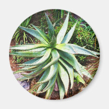 Cactus mediterráneo que crece a lo largo de costa  imanes de nevera