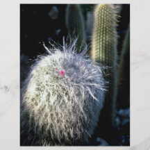 Cactus melenudo con la pequeña flor roja tarjetones