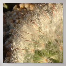 Cactus Posters