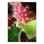 Cactus rosado felicitaciones