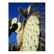 cactus tarjetas postales
