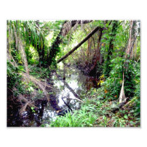 Caer los árboles Green River deposita Posterized Impresiones Fotográficas