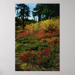 Caída roja en las flores de las cascadas impresiones