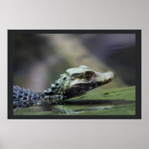 Caiman suramericano posters