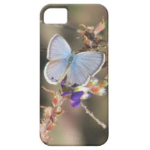 Caja azul del iPhone 5 de la mariposa de Ceraunus iPhone 5 Fundas
