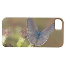 Caja azul marina del iPhone 5 de la mariposa iPhone 5 Fundas