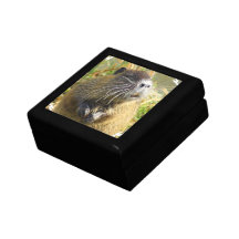 Caja de regalo de la foto del castor