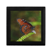 Caja de regalo de la mariposa