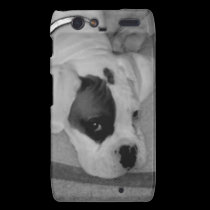 Caja del teléfono de Motorola Droid Razr del perri cárcasas casemate