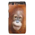 Caja roja del teléfono de la foto de la fauna del  motorola droid RAZR carcasas