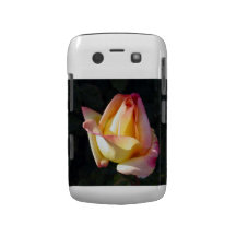 Caja rosada de la zarzamora de la flor blackberry bold cobertura