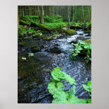 cala de bosque verde posters