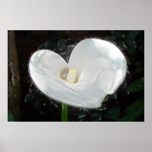 "Cala Lilly " Poster