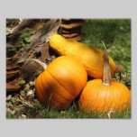 Calabaza 10 x impresión fotográfica 8 fotografía