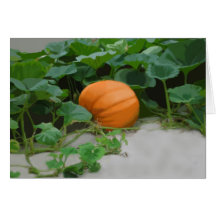 Calabaza solitaria felicitación